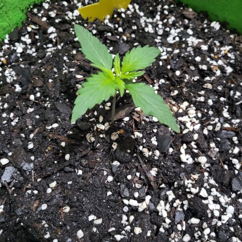 Gorilla Cookies Autoflower #5 growlog photo: Doing great! Will be ordering more seeds soon. Going to mix it up abit. 