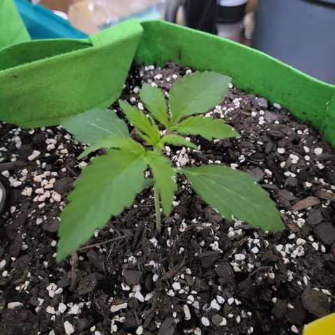 Gorilla Cookies Autoflower #5 growlog photo: Doing great! Will be ordering more seeds soon. Going to mix it up abit. 