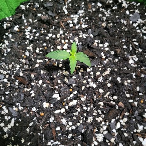 Gorilla Cookies Autoflower #5 growlog photo: Doing great! Will be ordering more seeds soon. Going to mix it up abit. 