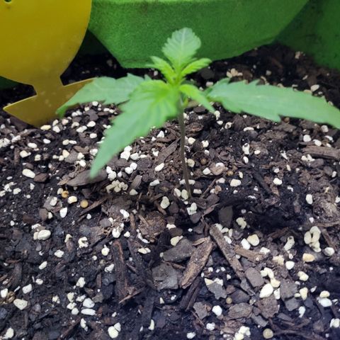 Gorilla Cookies Autoflower #5 growlog photo: Doing great! Will be ordering more seeds soon. Going to mix it up abit. 