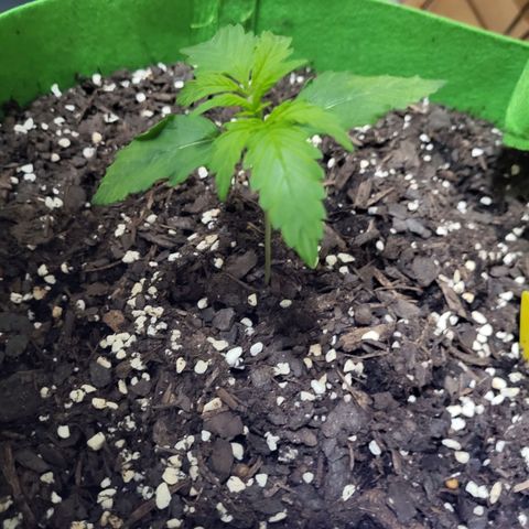 Gorilla Cookies Autoflower #5 growlog photo: Doing great! Will be ordering more seeds soon. Going to mix it up abit. 