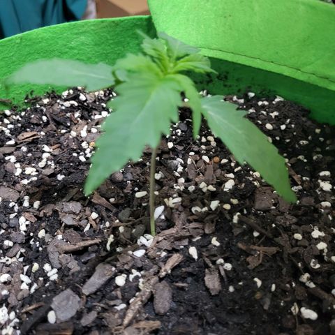 Gorilla Cookies Autoflower #5 growlog timeline photo