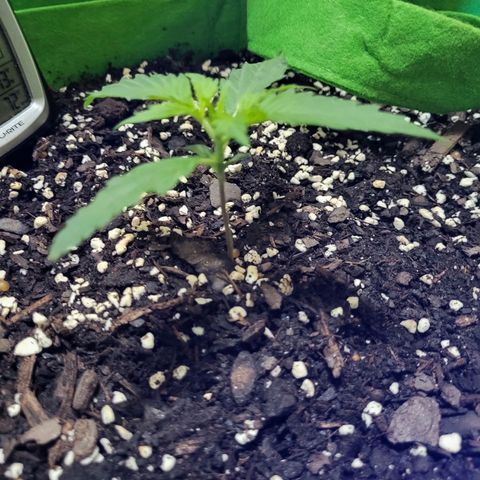 Gorilla Cookies Autoflower #5 growlog timeline photo