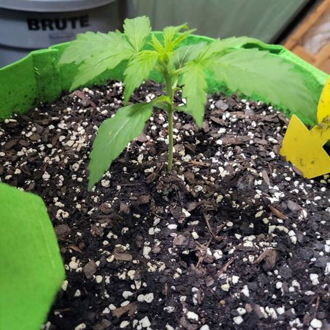 Gorilla Cookies Autoflower #5 growlog timeline photo