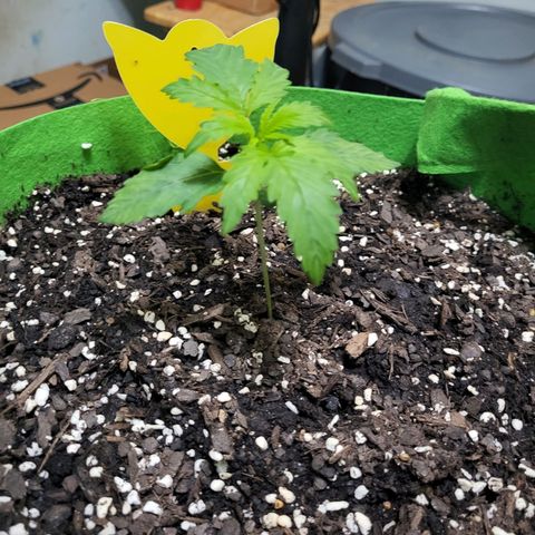 Gorilla Cookies Autoflower #5 growlog timeline photo