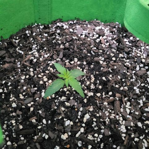 Gorilla Cookies Autoflower #5 growlog timeline photo