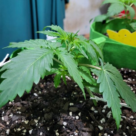 Gorilla Cookies Autoflower #5 growlog timeline photo