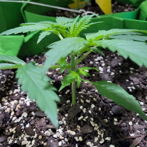 Gorilla Cookies Autoflower #5 growlog timeline photo