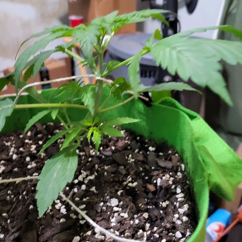 Gorilla Cookies Autoflower #5 growlog timeline photo