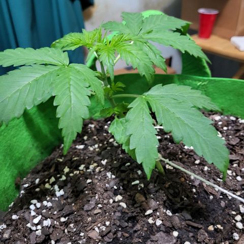 Gorilla Cookies Autoflower #5 growlog timeline photo