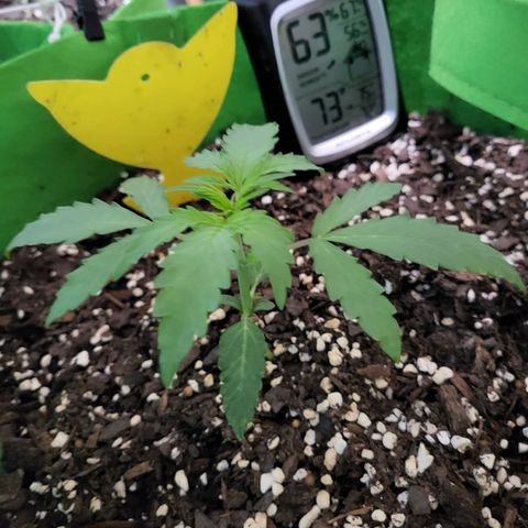 Gorilla Cookies Autoflower #5 growlog timeline photo