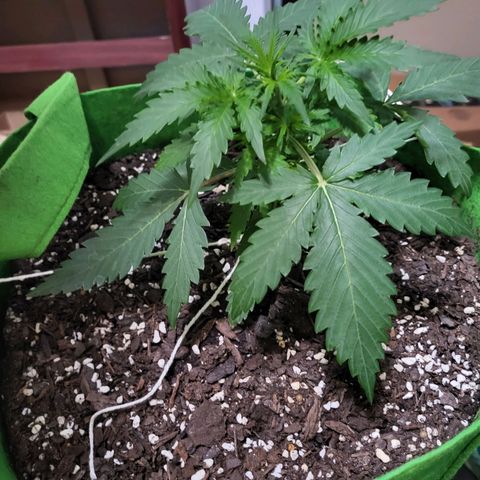 Gorilla Cookies Autoflower #5 growlog timeline photo