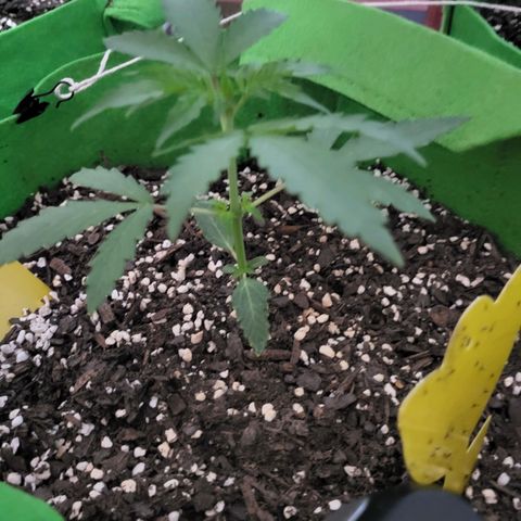 Gorilla Cookies Autoflower #5 growlog timeline photo