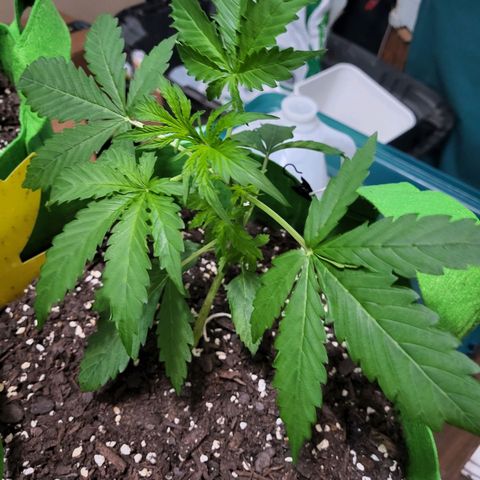 Gorilla Cookies Autoflower #5 growlog timeline photo