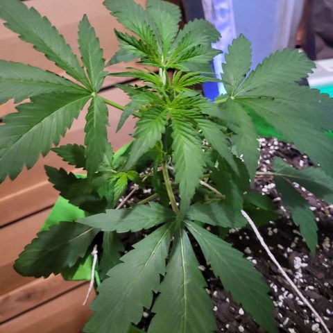 Gorilla Cookies Autoflower #5 growlog timeline photo