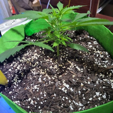 Gorilla Cookies Autoflower #5 growlog timeline photo