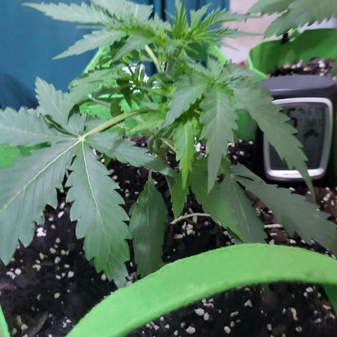 Gorilla Cookies Autoflower #5 growlog timeline photo