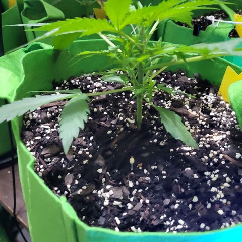 Gorilla Cookies Autoflower #5 growlog timeline photo