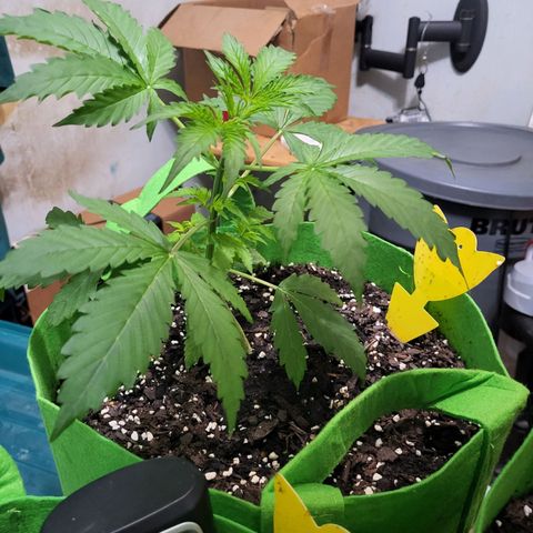 Gorilla Cookies Autoflower #5 growlog timeline photo