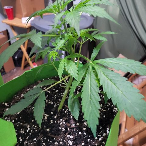 Gorilla Cookies Autoflower #5 growlog timeline photo