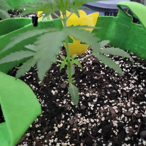 Gorilla Cookies Autoflower #5 growlog timeline photo