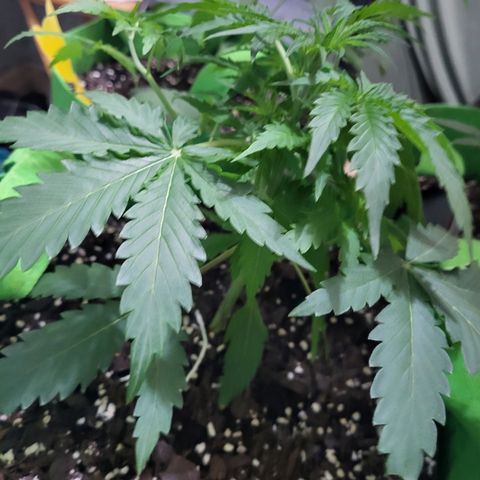 Gorilla Cookies Autoflower #5 growlog timeline photo