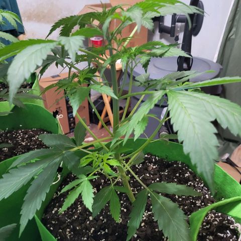 Gorilla Cookies Autoflower #5 growlog timeline photo