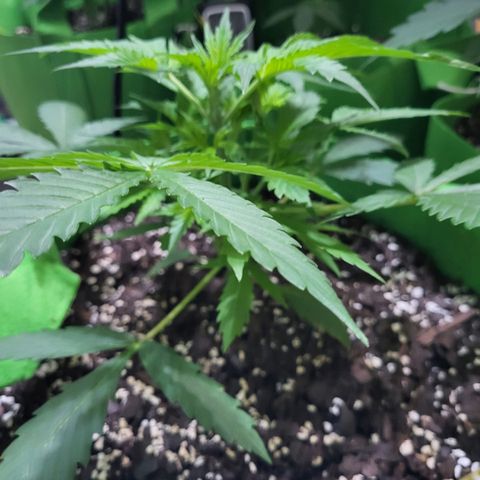 Gorilla Cookies Autoflower #5 growlog timeline photo