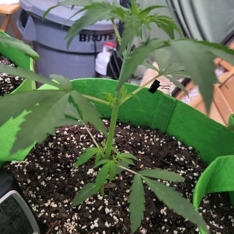 Gorilla Cookies Autoflower #5 growlog timeline photo