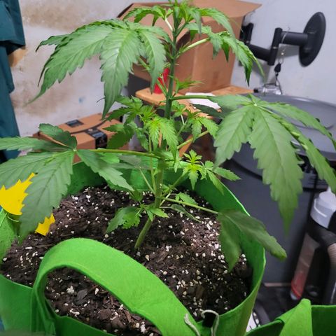 Gorilla Cookies Autoflower #5 growlog timeline photo