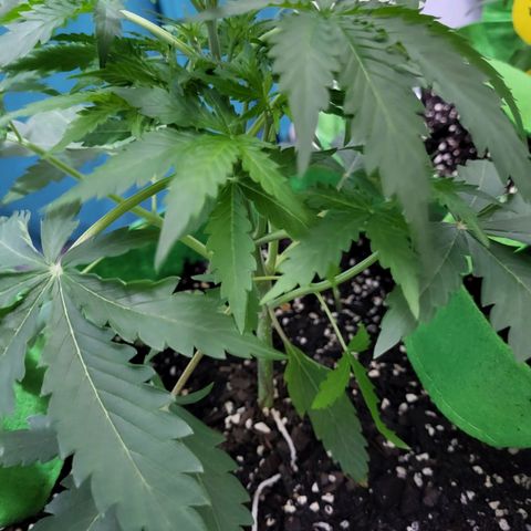 Gorilla Cookies Autoflower #5 growlog timeline photo