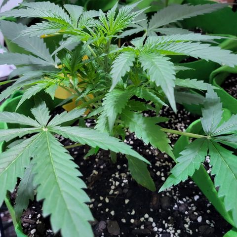 Gorilla Cookies Autoflower #5 growlog timeline photo