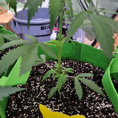 Gorilla Cookies Autoflower #5 growlog timeline photo