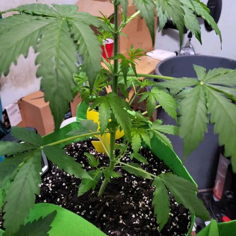 Gorilla Cookies Autoflower #5 growlog timeline photo