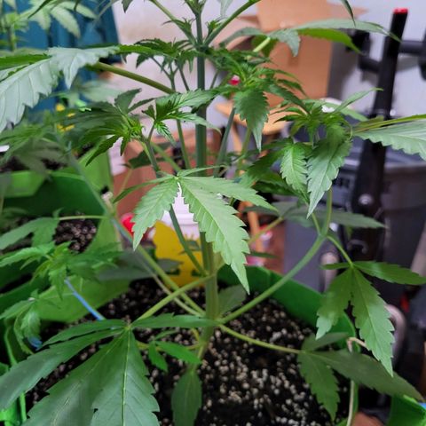 Gorilla Cookies Autoflower #5 growlog timeline photo