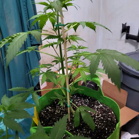 Gorilla Cookies Autoflower #5 growlog timeline photo