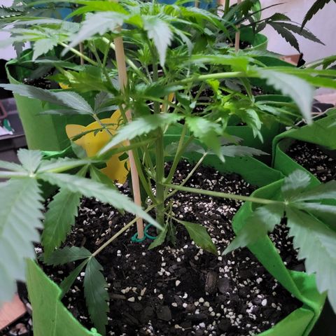 Gorilla Cookies Autoflower #5 growlog timeline photo