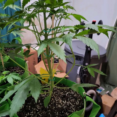 Gorilla Cookies Autoflower #5 growlog timeline photo