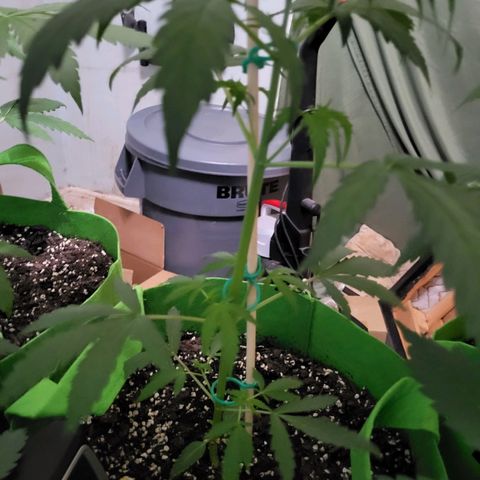 Gorilla Cookies Autoflower #5 growlog timeline photo