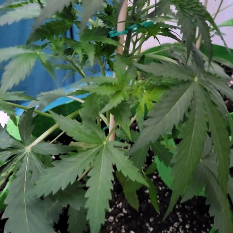 Gorilla Cookies Autoflower #5 growlog timeline photo