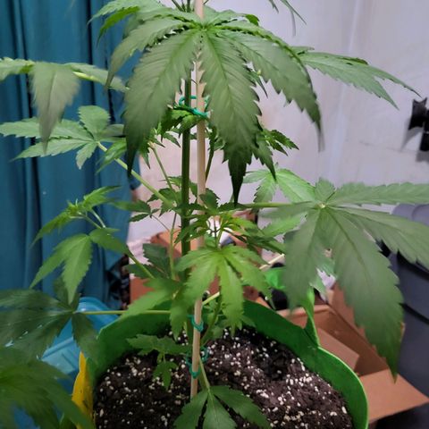 Gorilla Cookies Autoflower #5 growlog timeline photo