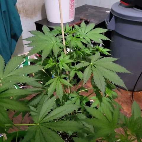 Gorilla Cookies Autoflower #5 growlog timeline photo