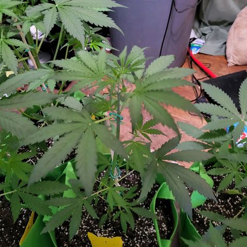 Gorilla Cookies Autoflower #5 growlog timeline photo