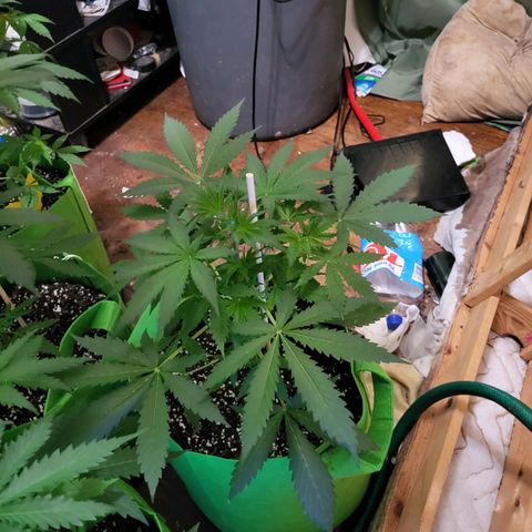 Gorilla Cookies Autoflower #5 growlog timeline photo