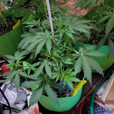 Gorilla Cookies Autoflower #5 growlog timeline photo