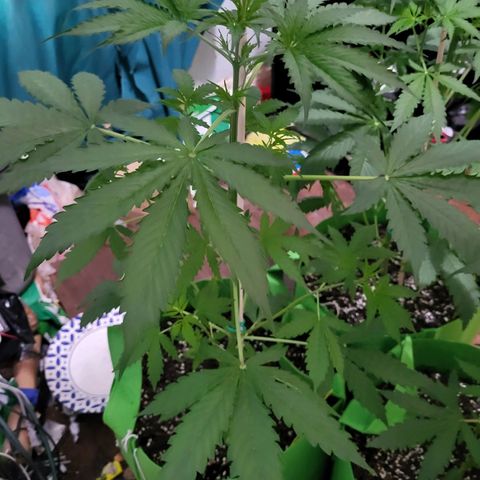 Gorilla Cookies Autoflower #5 growlog timeline photo