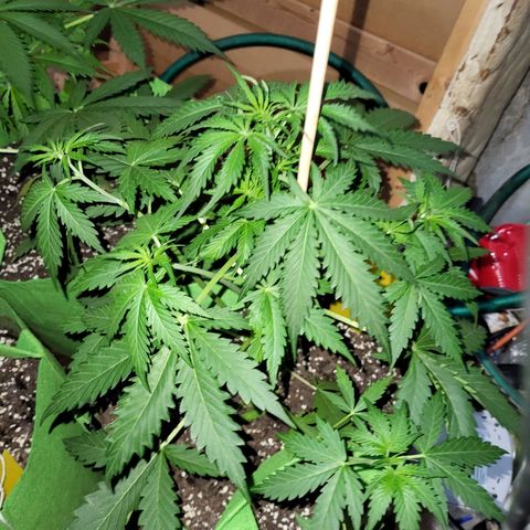 Gorilla Cookies Autoflower #5 growlog timeline photo