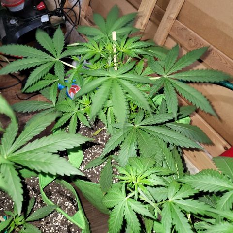 Gorilla Cookies Autoflower #5 growlog timeline photo