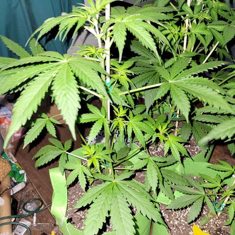 Gorilla Cookies Autoflower #5 growlog timeline photo