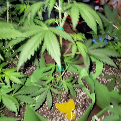 Gorilla Cookies Autoflower #5 growlog timeline photo